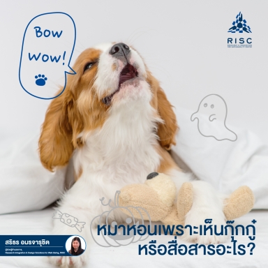 หมาหอนเพราะเห็นกุ๊กกู๋ หรือสื่อสารอะไร?