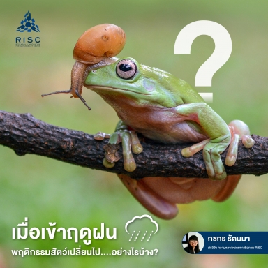 เมื่อเข้าฤดูฝน​ พฤติกรรมสัตว์เปลี่ยนไป....อย่างไรบ้าง?
