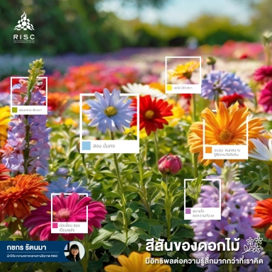 สีสันของดอกไม้​  มีอิทธิพลต่อความรู้สึกมากกว่าที่เราคิด