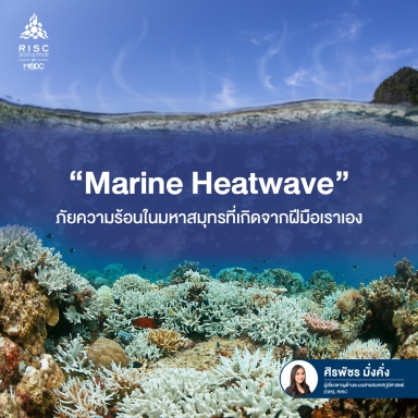 "Marine Heatwave" ภัยความร้อนในมหาสมุทรที่เกิดจากฝีมือเราเอง
